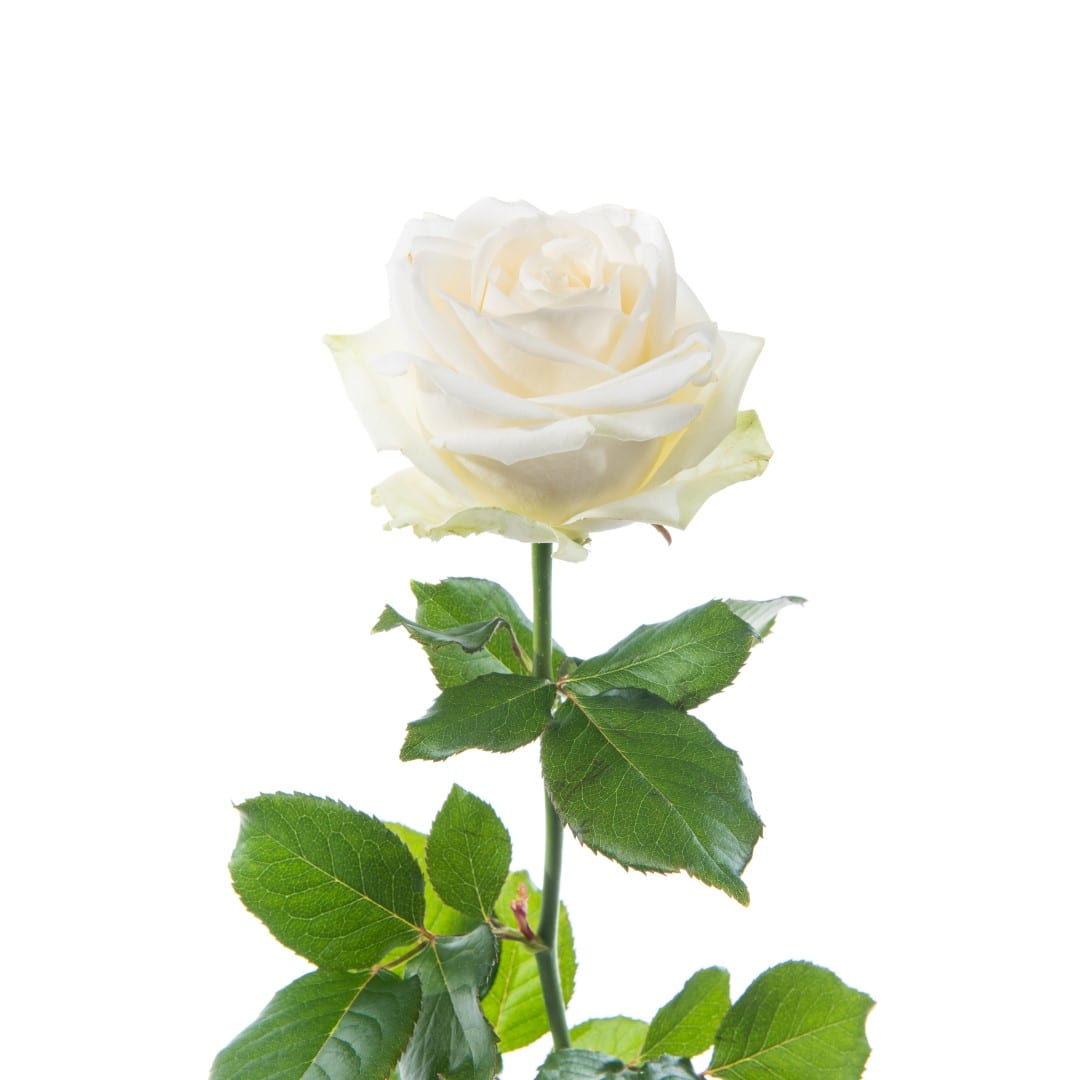 Voorlopige naam Vermoorden lijden Losse witte rozen