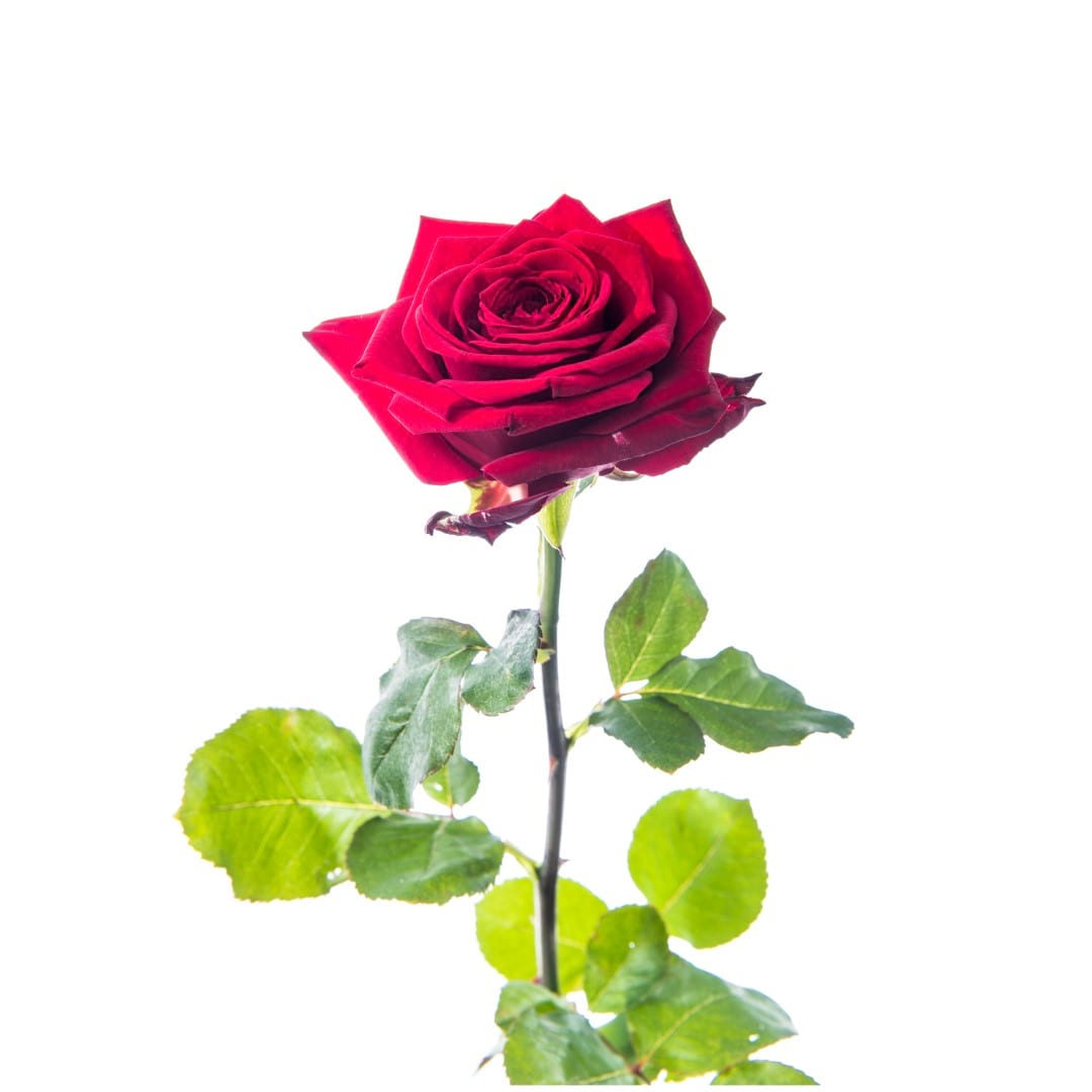 Een goede vriend huurling Retentie Losse rode rozen